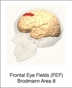 SW-Frontal-Eye-Fields-FEF.png