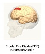 SW-Frontal-Eye-Fields.jpg
